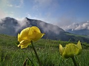 Rif. Capanna 2000 ad anello con fiori e nebbia-6giu23 - FOTOGALLERY